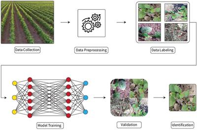 A customized convolutional neural network-based approach for weeds identification in cotton crops